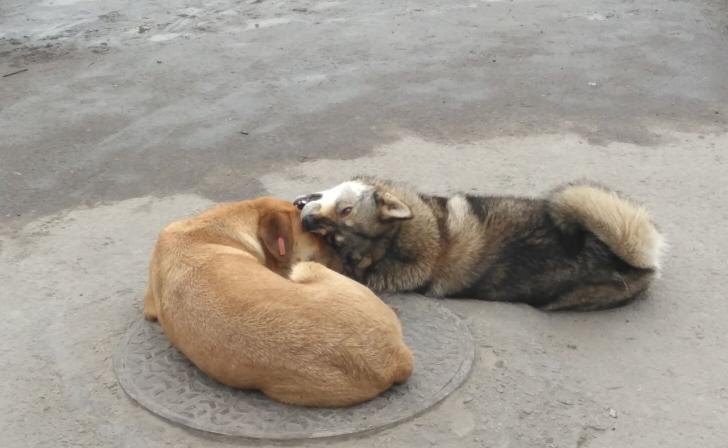    фото Курские известия