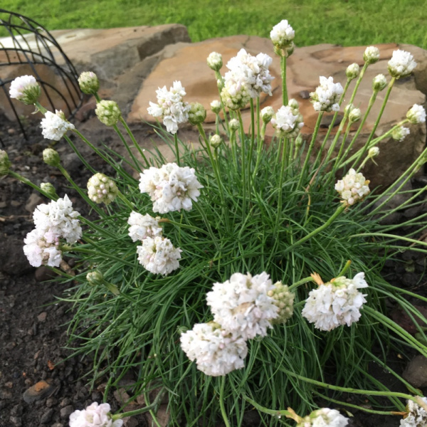 Фото - https://opt-hoz.ru/