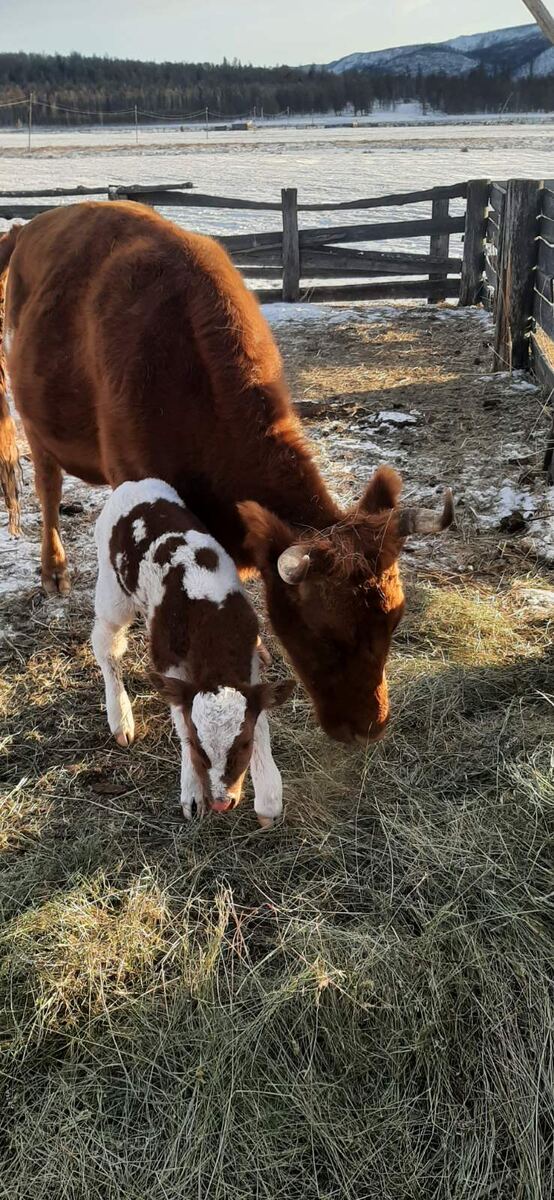 Новая жизнь, телёнок в закаменском районе.