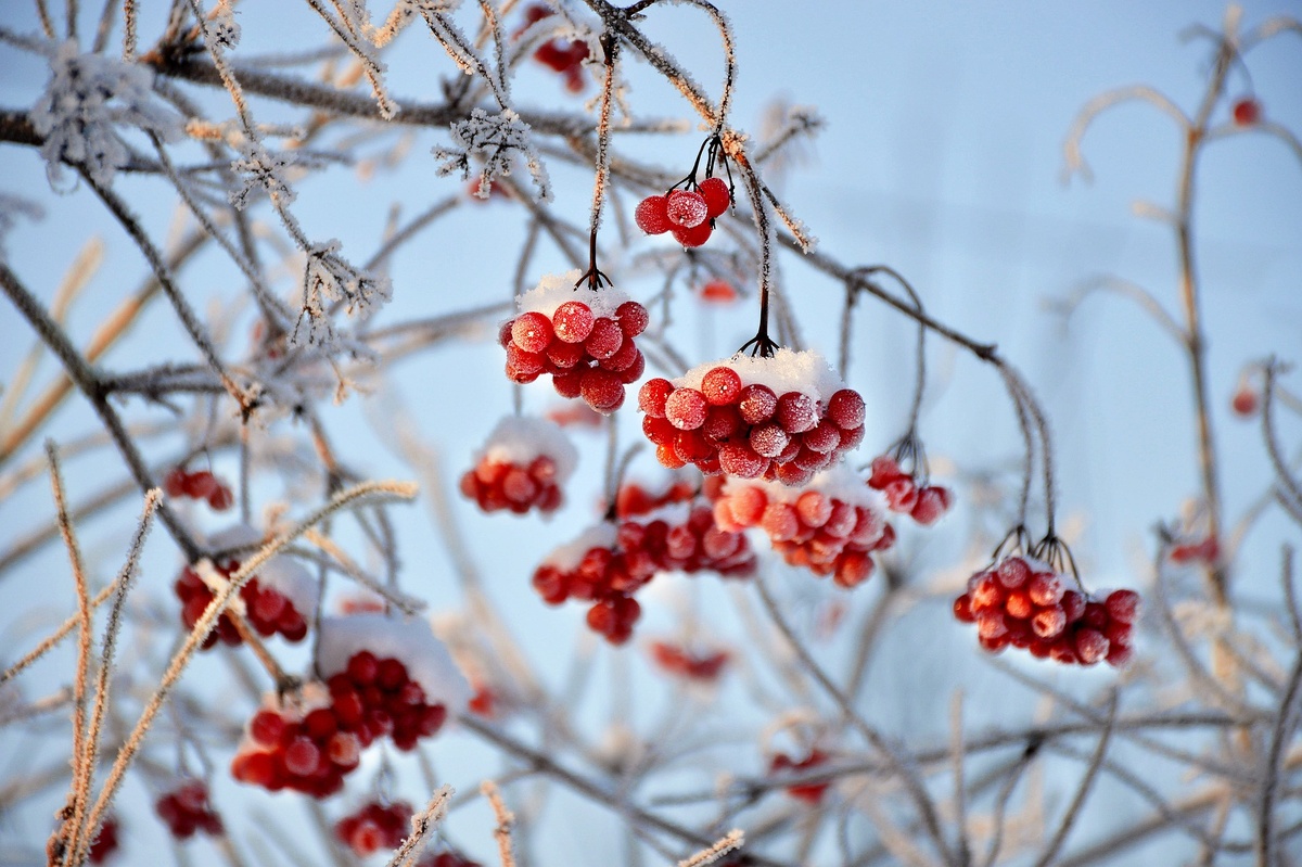 Фото с сайта pixabay 