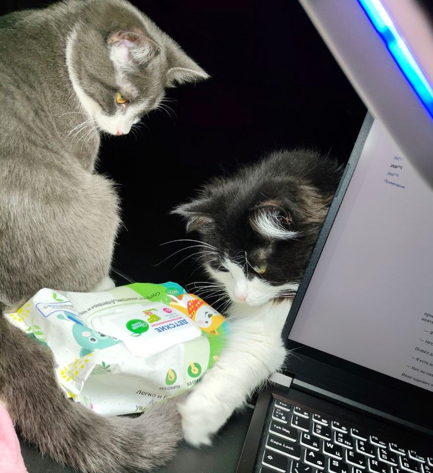 Мыска ловит Дымку за хвост