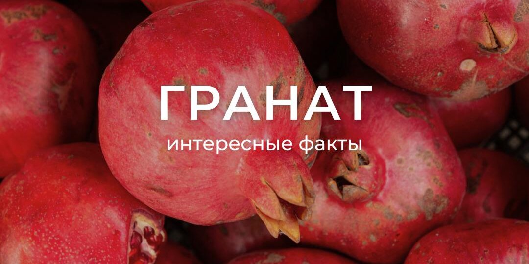 Секреты граната: от количества зёрнышек до защиты организма