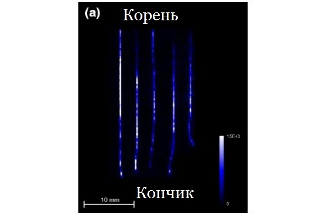 МС (MALDI-MS/MS) - Изображение продольно разрезанных образцов волос наркопотребителей. Показано распределение кокаина, градиент цвета от белого к синему, от наибольшего количества кокаина до наименьшего, то есть нуля.
