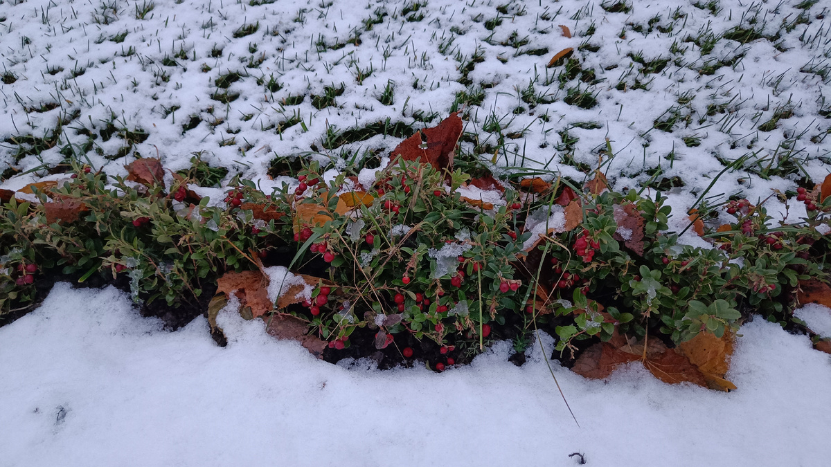 Кусты брусники в Верхнем саду Петергофа