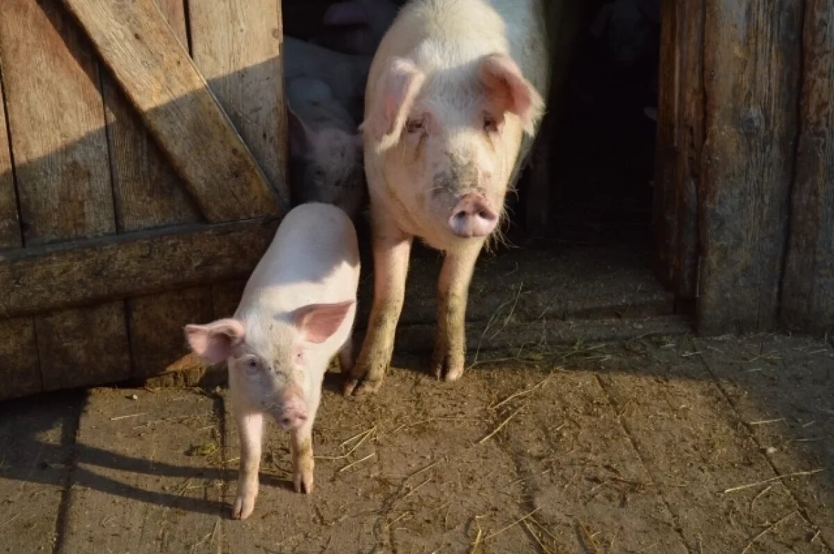    Суд обязал завод по разведению свиней избавить тюменцев от зловония