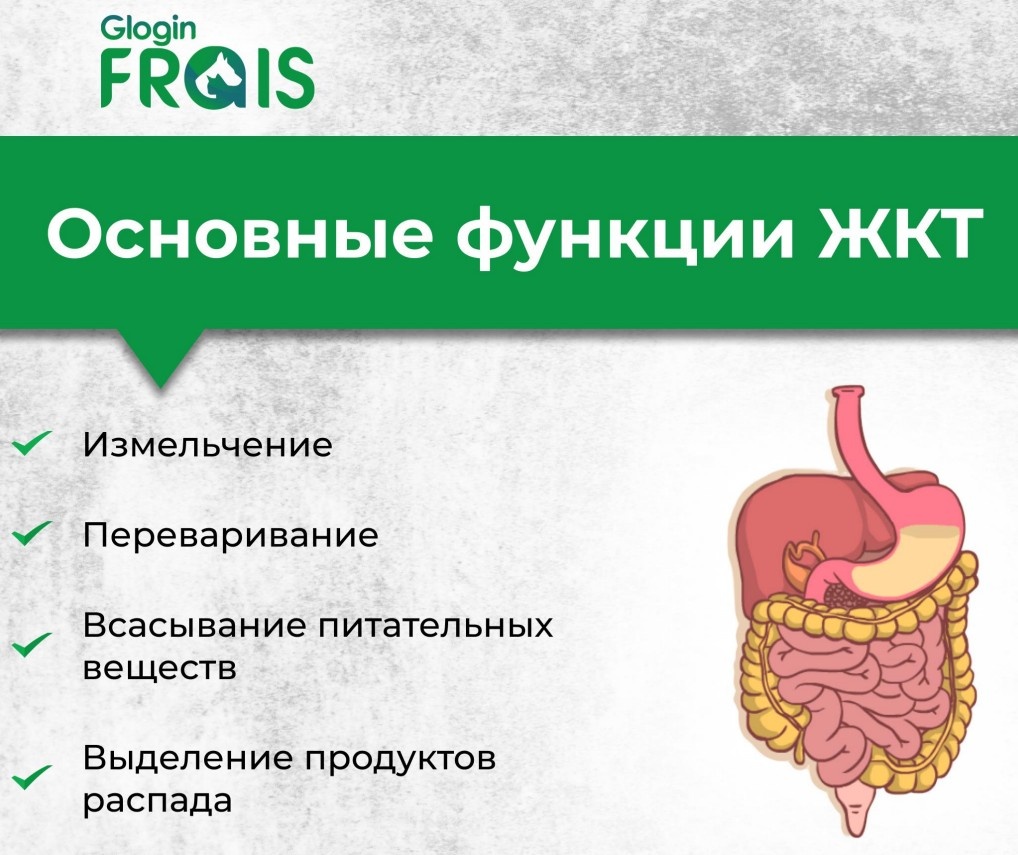 Презентация желудочно-кишечный тракт 