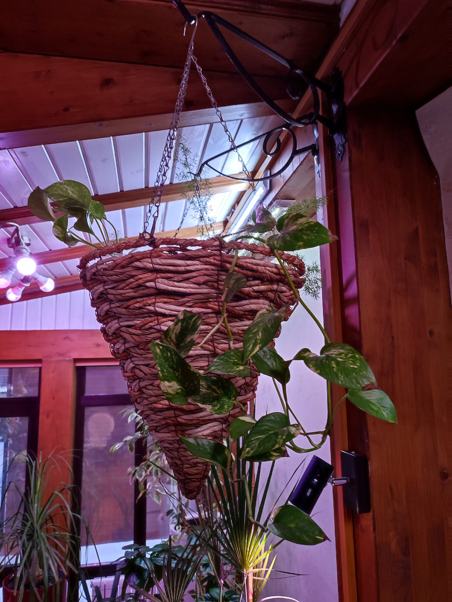 Эпипремнум и другие фоном