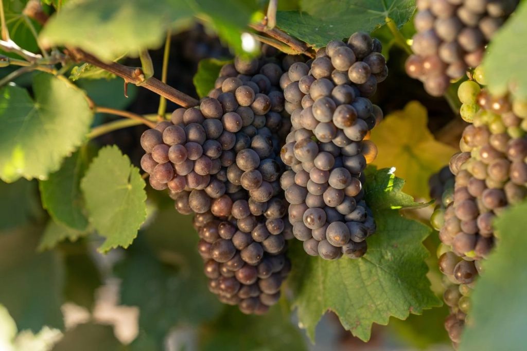    Фото пресс-службы «Кубань-Вино». tamannews