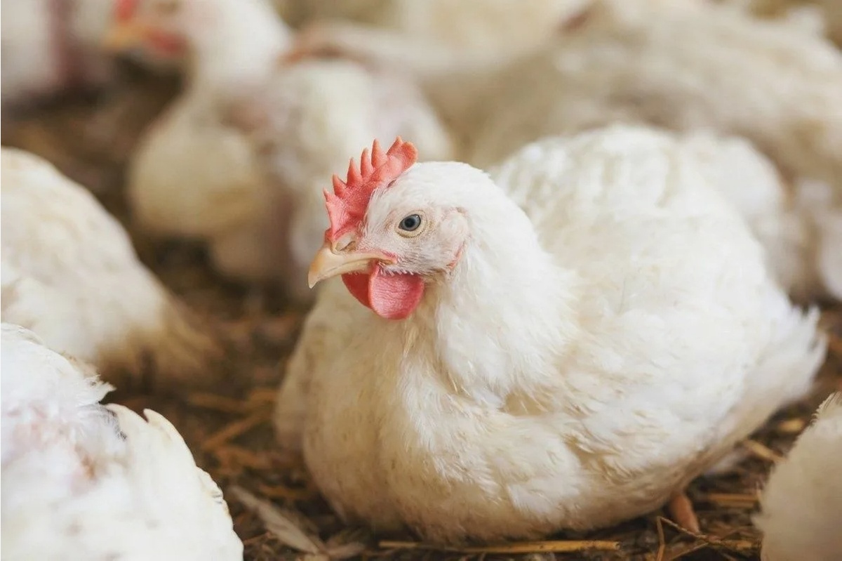 Источник: olx.kz