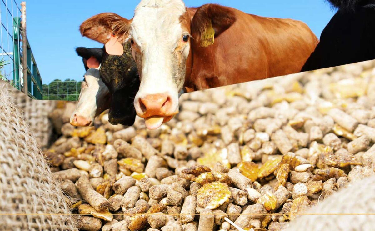 Разработано feedlot.ru. Источник фото: https://feedlot.ru/novosti/v-dnr-vyiroslo-proizvodstvo-kormov-dlya-selskoxozyajstvennyix-zhivotnyix?action=refreshCalendar&month=9&year=2024
