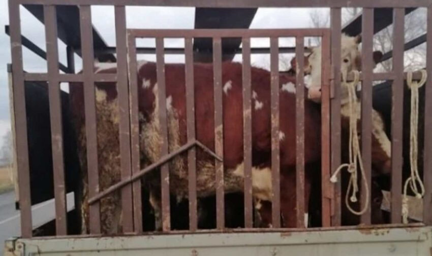    Управление Россельхознадзора по Воронежской, Белгородской и Липецкой областям.