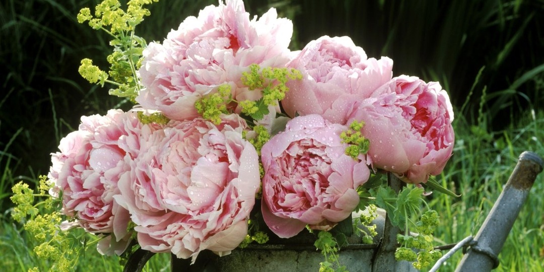 Шикарные сорта махровых пионов для вашего участка