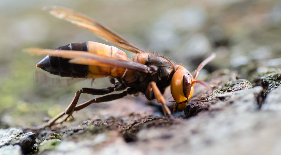   Rushen / Wikimedia Commons / CC BY-SA 2.0