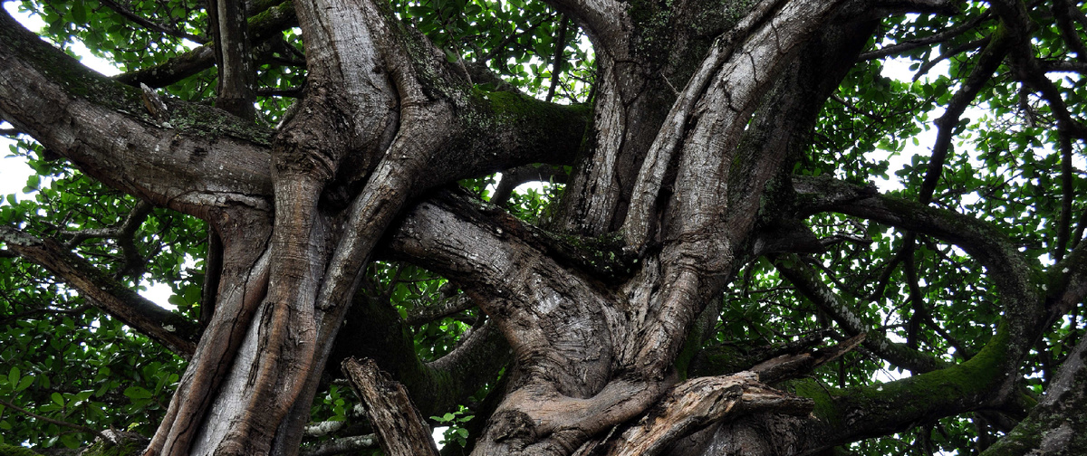 Гваяк (Фото из интернета)