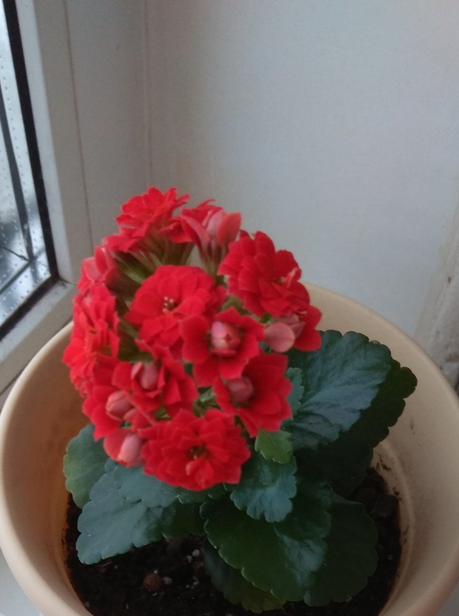 Первое цветение 