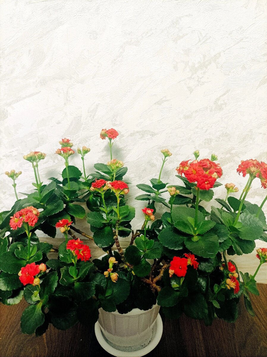 Результат долгого отсутствия обрезки 