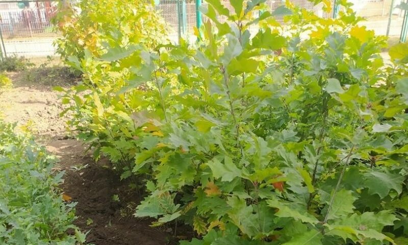    Фото пресс-службы министерства природных ресурсов Краснодарского края