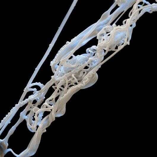 Паутина под микроскопом. 