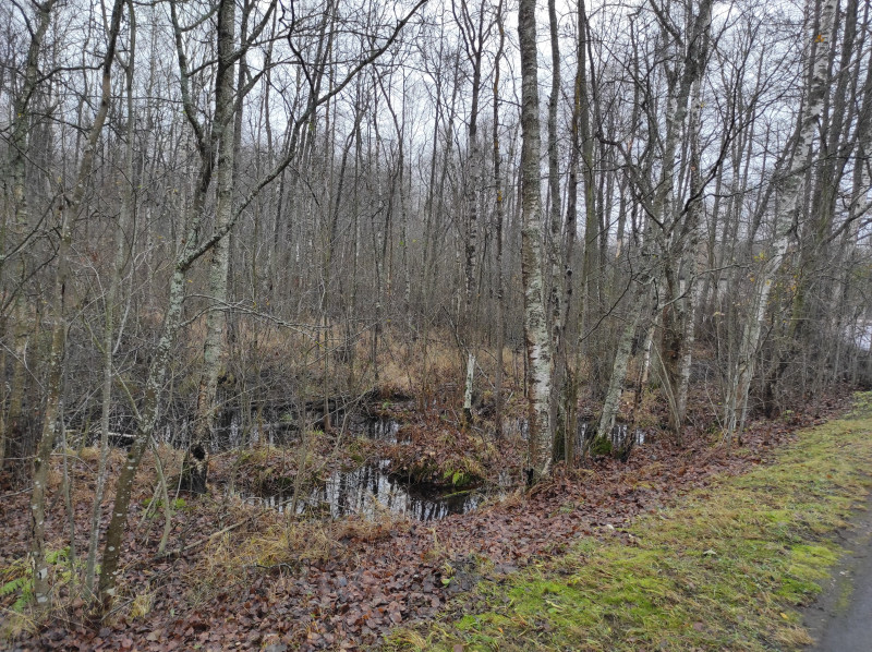 Места влажные и болотистые. Летом Ильича, наверное, донимали комары