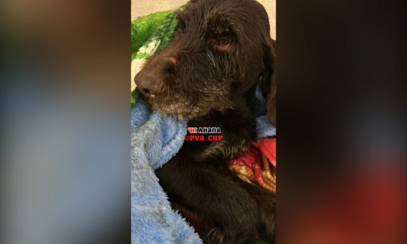    Фото t.me/pva_chp