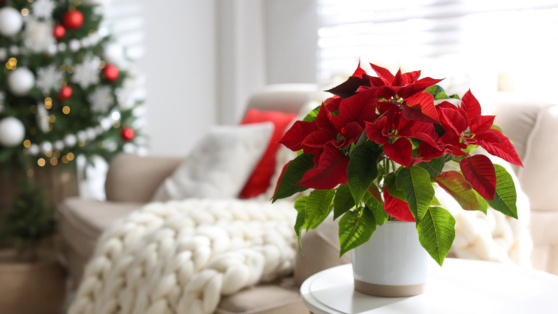    Чтобы пуансеттия не погибла: простой уход за 10 минут Татьяна Сидорова