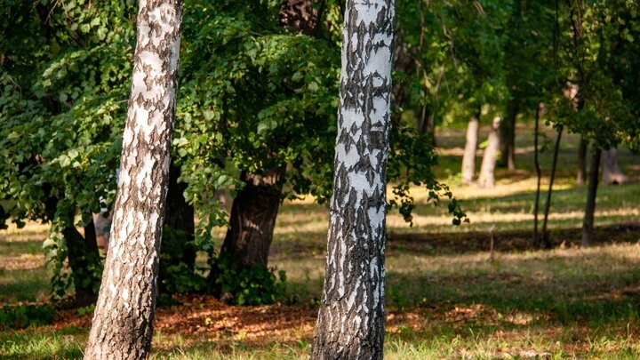    Фото: SVETLANA VOZMILOVA/GLOBAL LOOK PRESS