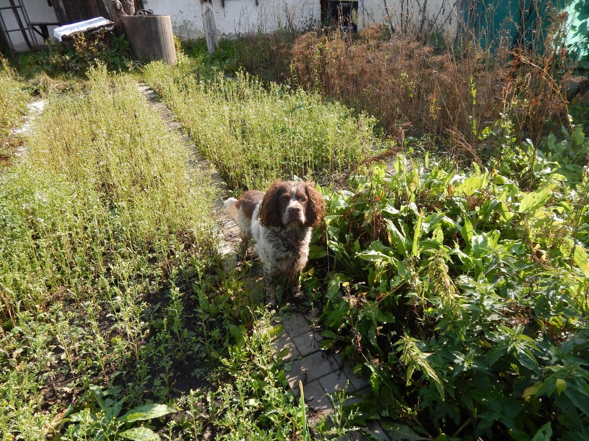 Пёс Плуто - жених Евы и отец прекрасных щенков!