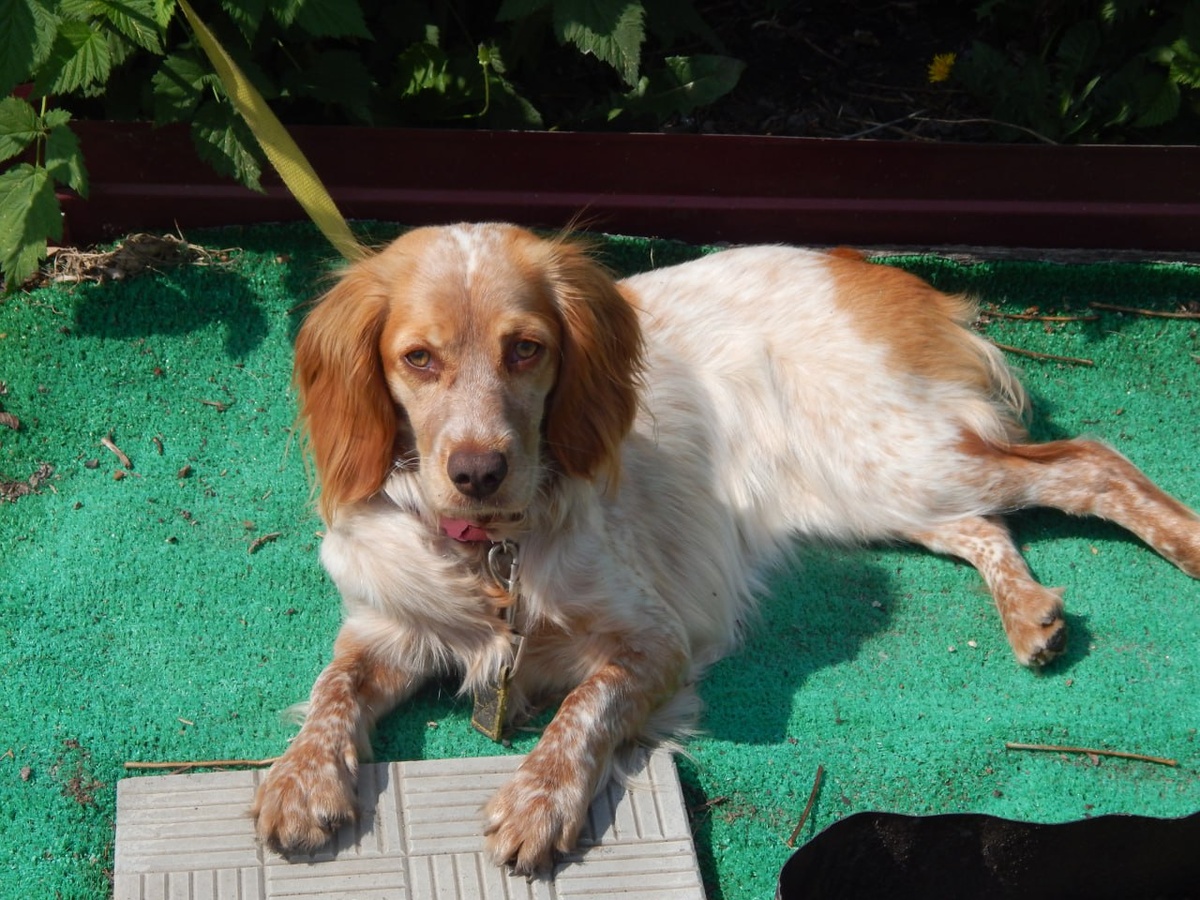 Ева, русский спаниель.