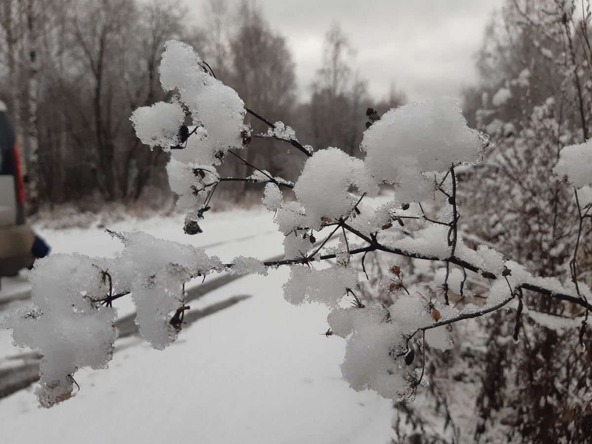 Ноябрь и первый снег 