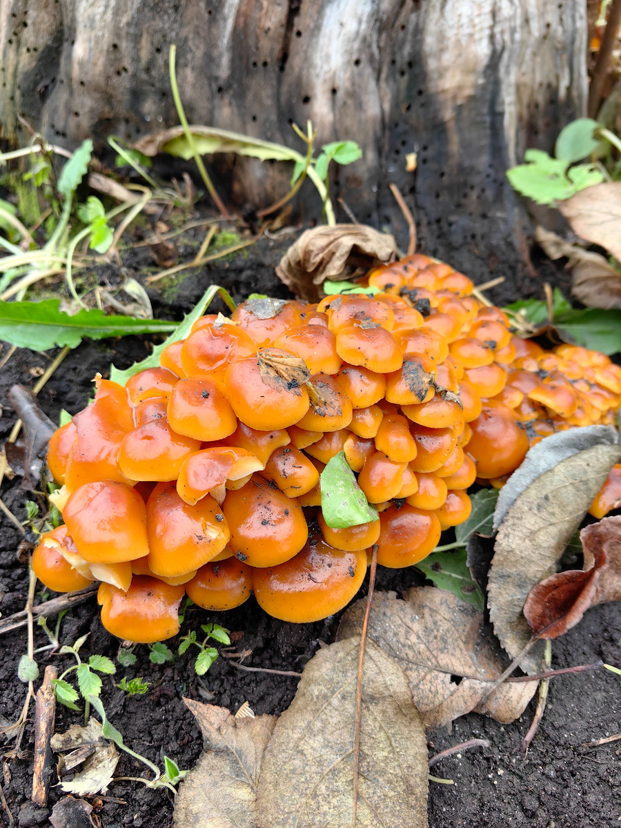 Грибочки у Надежды Николаевой на участке