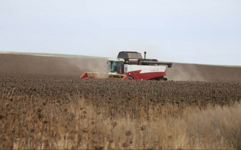    Урожайность более 15 ц/га: В Оренбуржье заканчивается уборка подсолнечника Белов Михаил Александрович