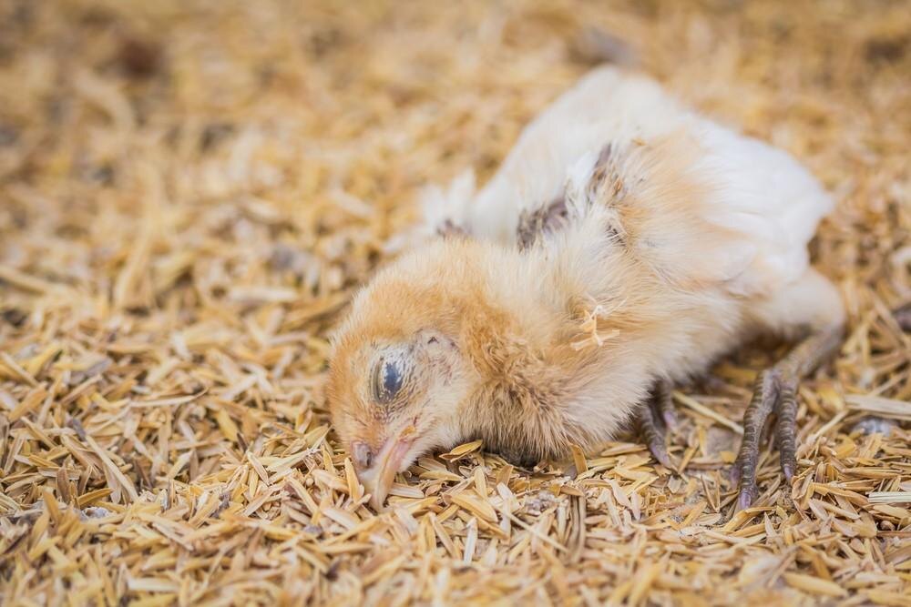 Разработано nita-farm.ru. Источник фото: https://www.nita-farm.ru/vetvracham/pticy/disease-psevdomonoz/