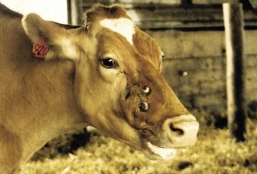 Разработано veteriankey.com. Источник фото: https://veteriankey.com/common-bovine-diseases/