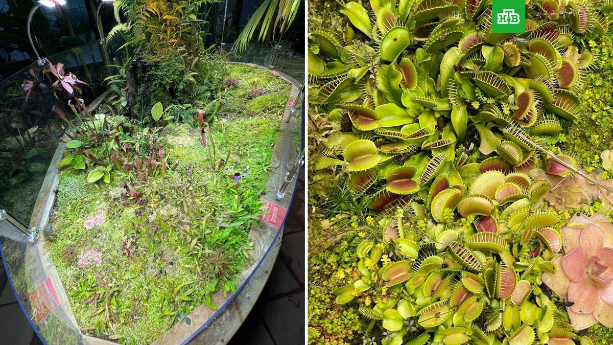    Фото: hortus_ru / t.me