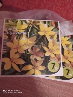 Тюльпан ботанический