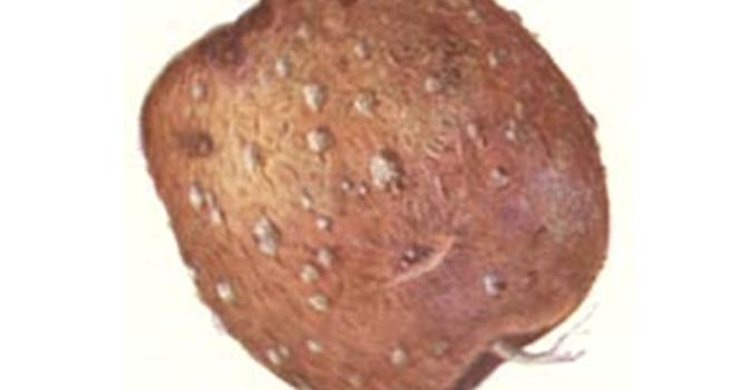    Погода в этом году в Ленинградской области постаралась удушить картофель