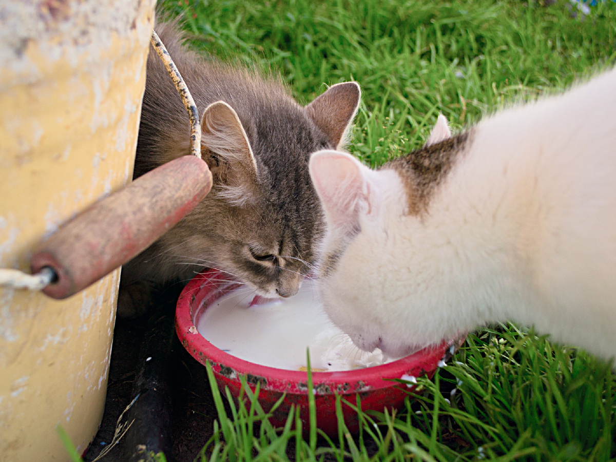 Фотография: Michael ChUv, CC BY-NC-ND 2.0