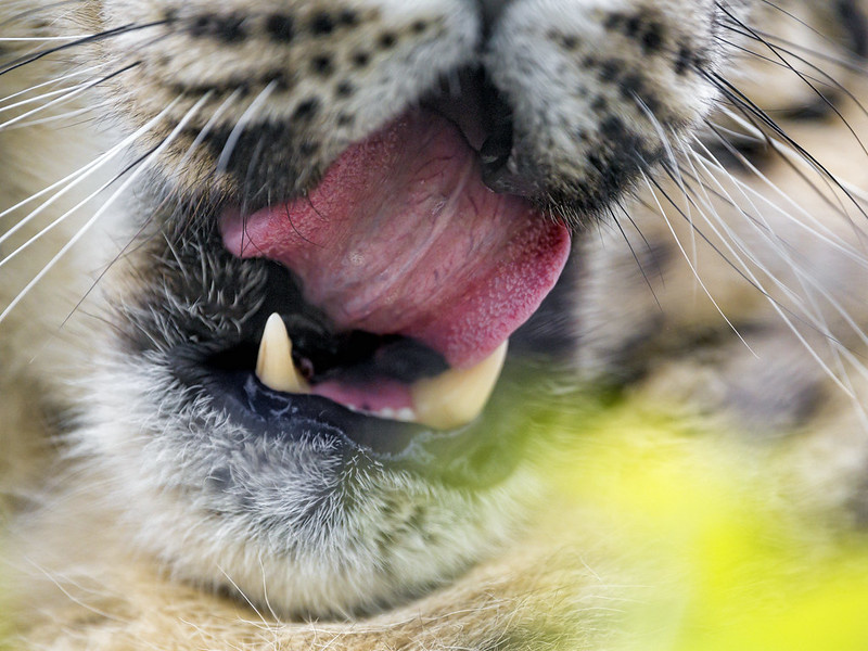 (с) Tambako the Jaguar. Вот эти усы - отличный кошачьий инструмент. 