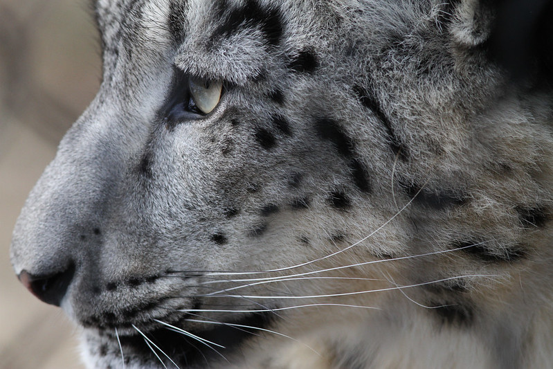 © Mark Dumont. Длиннющие усы снежного барса - отличное средство навигации в окружающем мире.
