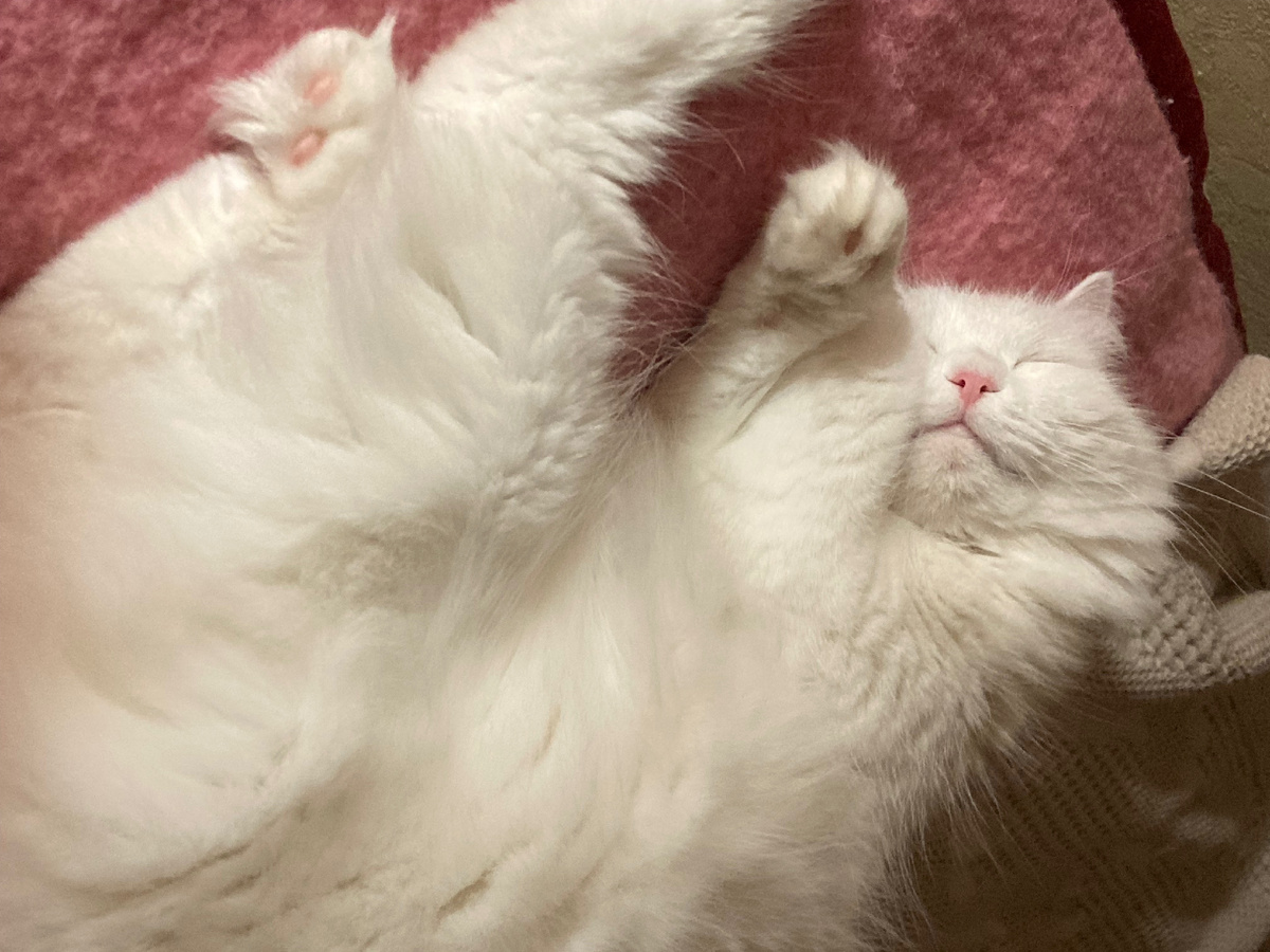 Наша пушистая подруга