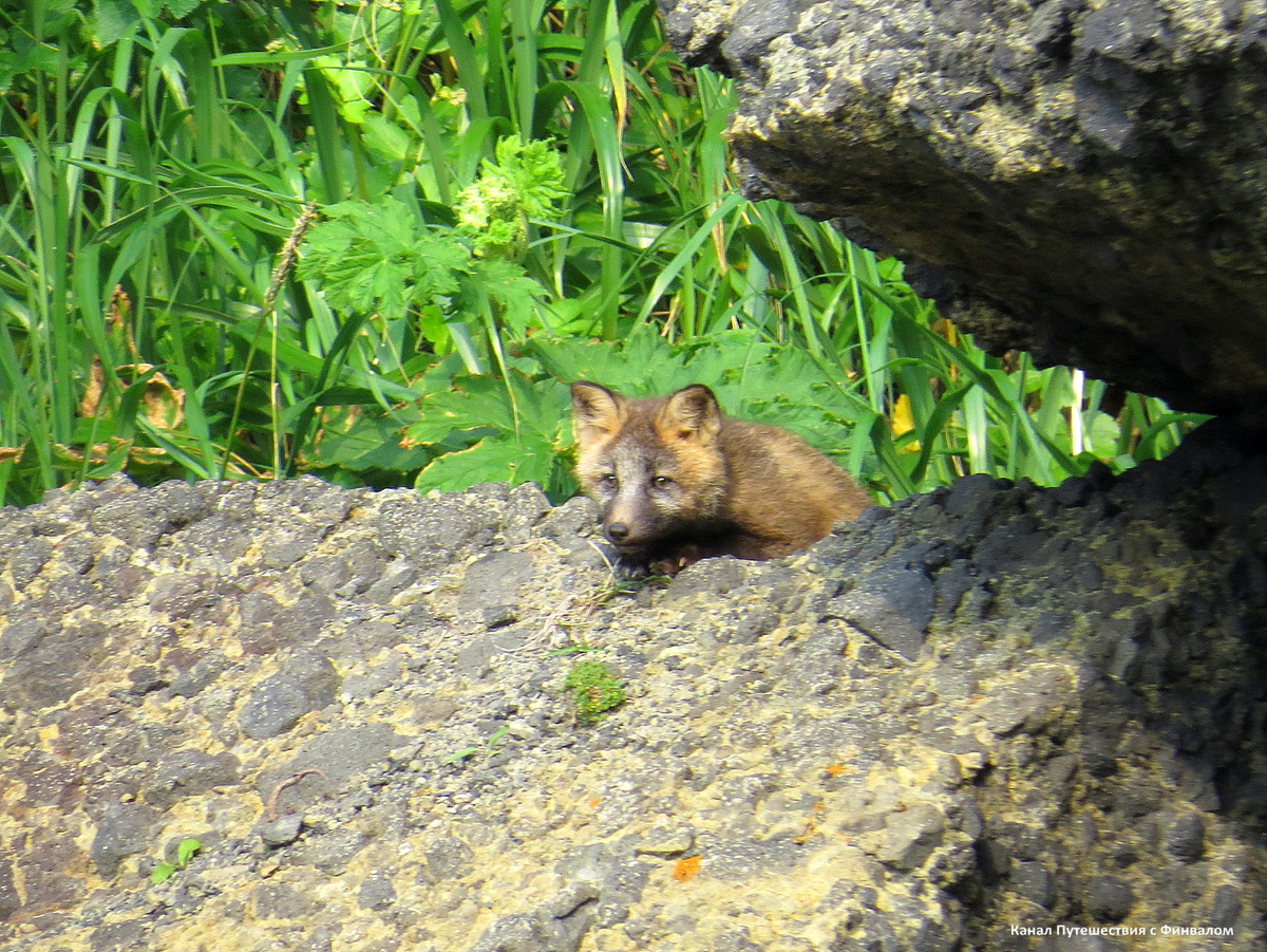 Из камней у скалы появилась озадаченная мордочка лисенка. Он посмотрел на тримаран, на нас и потерял интерес))