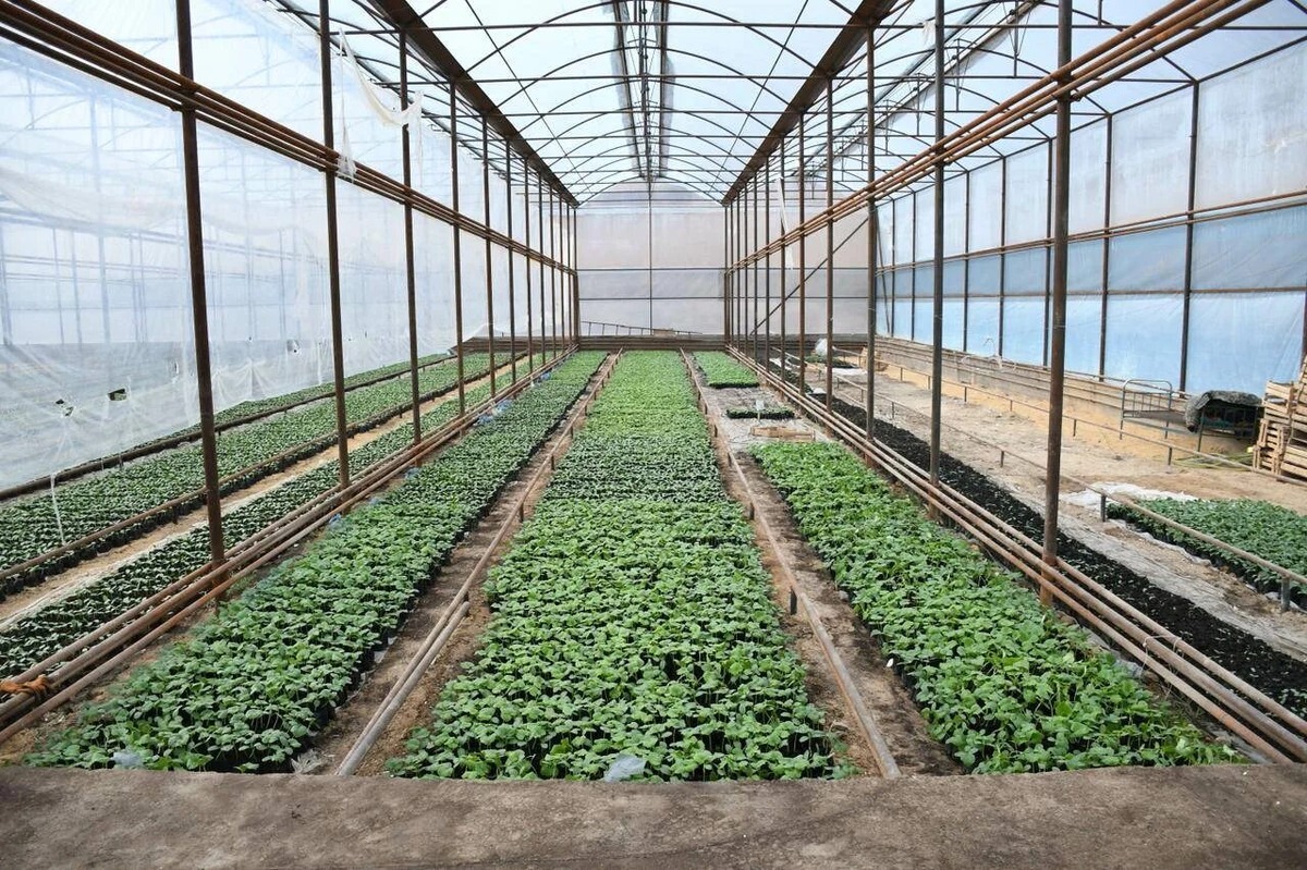 Разработано ernur.kz. Источник фото: https://ernur.kz/turkistan-oblysy/bakytzhan-saghyntayev-ontustik-kazakstan-oblysyndaghy-aok-damytu-karkynymen-tanysty