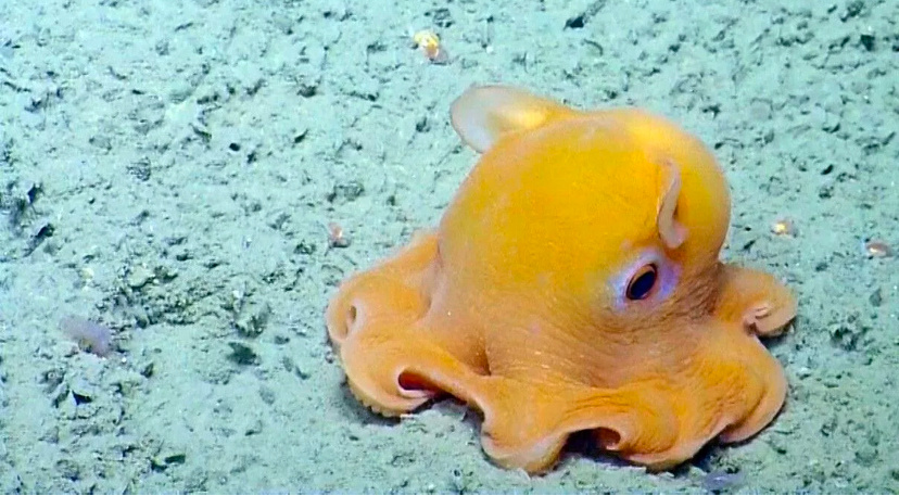 Осьминог Думбо