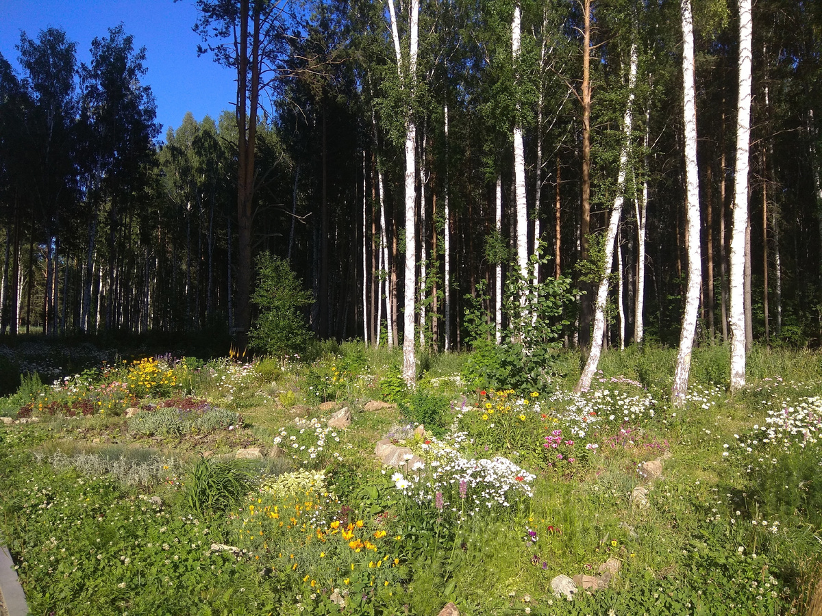 Березовая роща. опушка со стороны Цветаевой. Эндемики Урала, перекочевавшие под наши окна с лесных полян, соседствуют с садовыми цветами. Фото автора. лето 2018