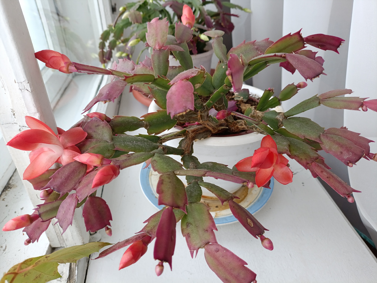 Декабрист на работе зацвел. Дома бы развела, да ставить некуда