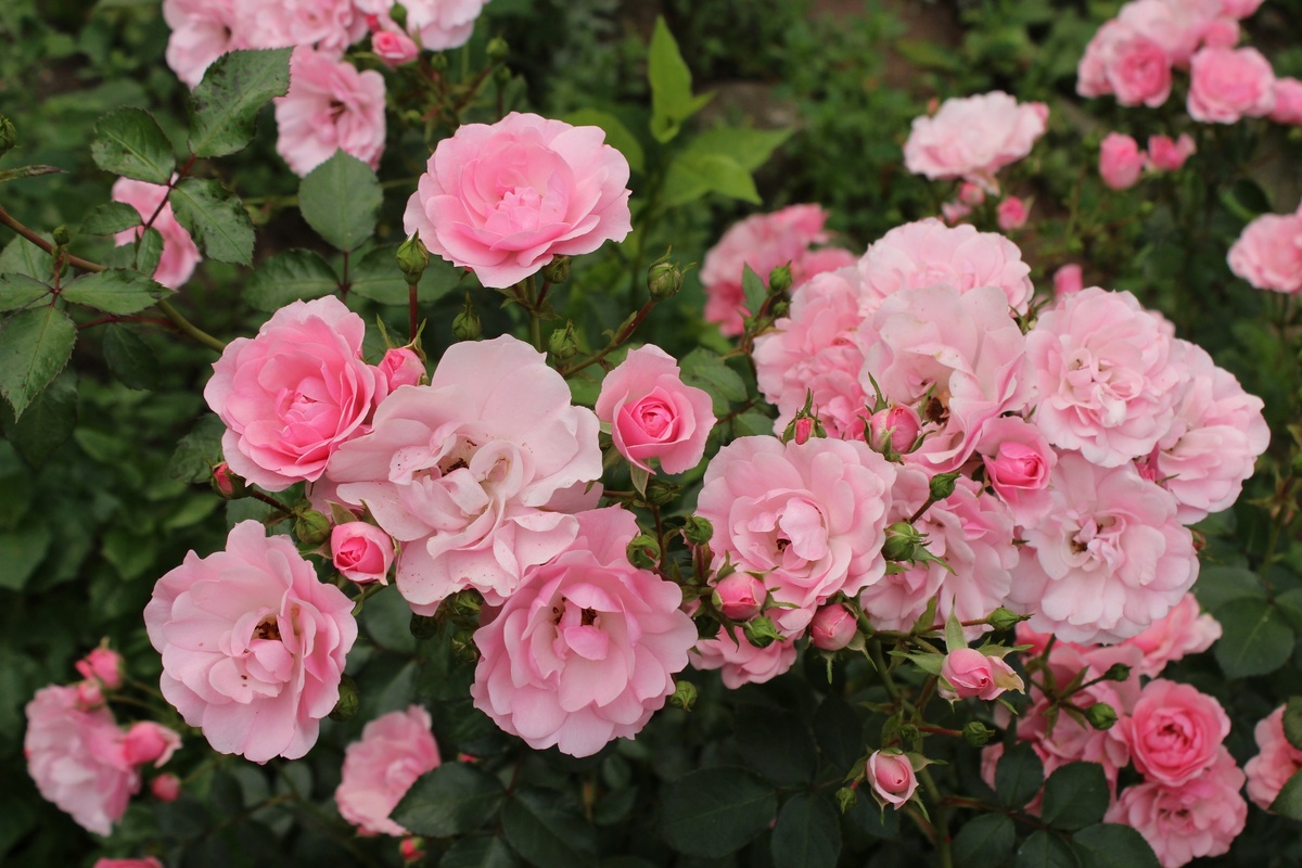 Боника, флорибунда