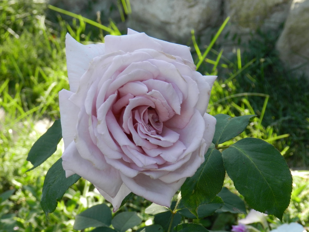 Блю Мун, чайно-гибридная