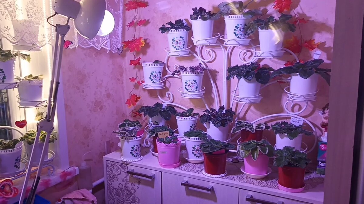 Наши Спящие Красавицы под фитолампой!