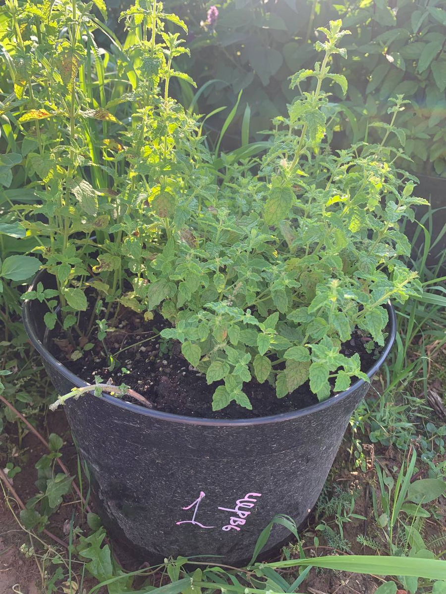 Фото с площадки, ёмкость 15 л