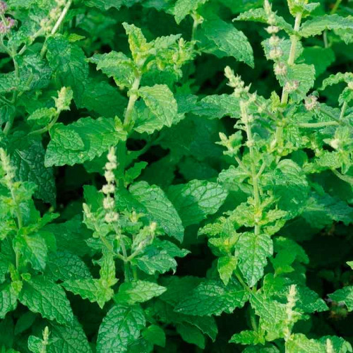 фото взял с сайта https://flowersdreamc.ru/myata-zemlyanichnaya-almira там пишут, что мята земляничная Альмира